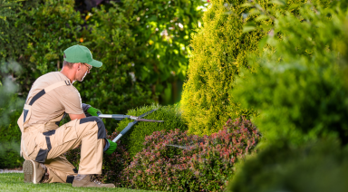 Descripción de la imagen