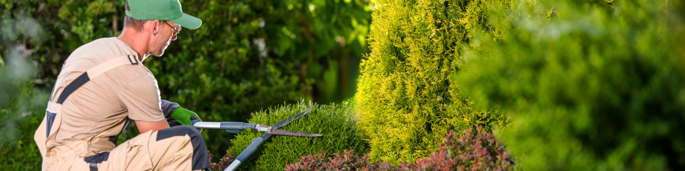 Descripción de la imagen